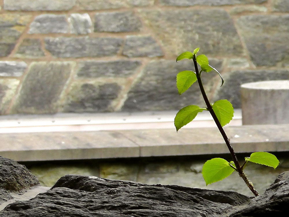 Eine Steinmauer mit Pflanze