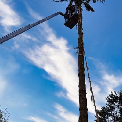 Ein Mitarbeiter entästet von einer Hebebühne aus einen ca. 20 m hohen Nadelbaum.