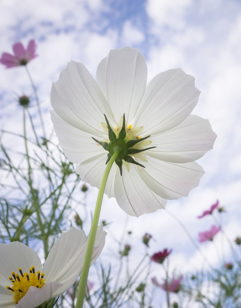 Weiße Blüte