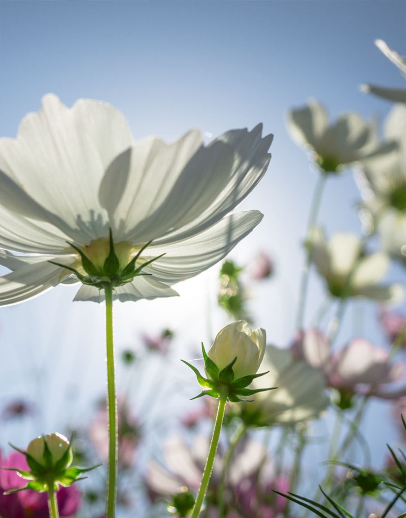 Weiße Blüte