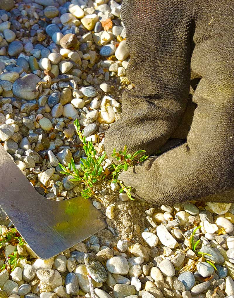 Gartenpflege - Unkraut jäten