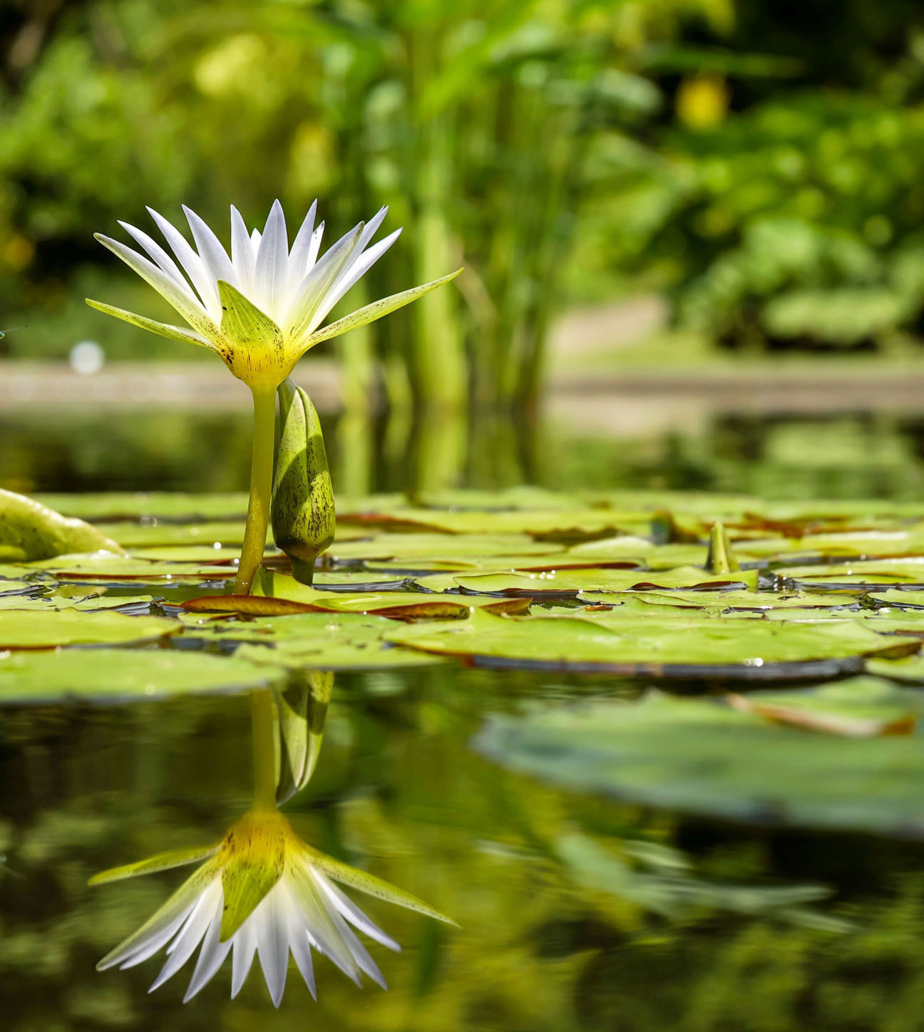 Eine weiße Seerose spiegelt sich im Teich.