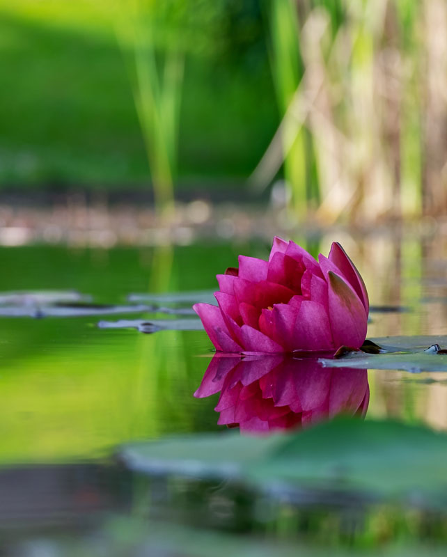 rote Seerose im Teich