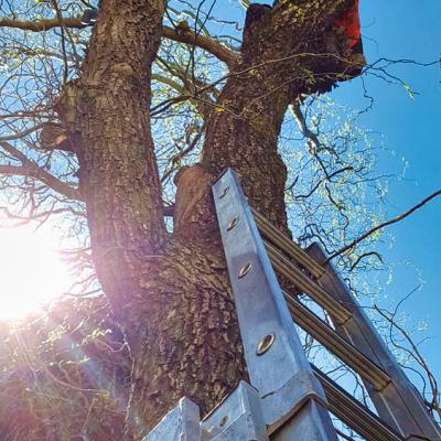 Am Baum leht eine Leiter. Ein Mitarbeite sitzt auf dem Baum und sägt die dicken Äste Stück für Stück ab.