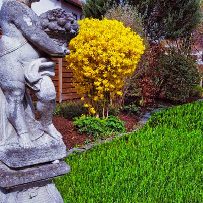 Ein Garten mit gelber Pflanze (Forsythie) und einer Steinfigur mit Blumen in der Hand.