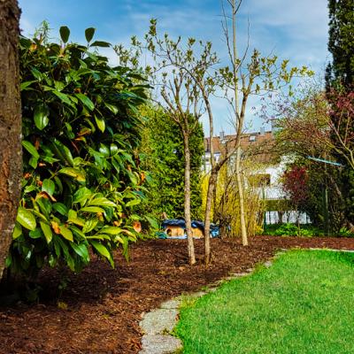 Eine Gartenanlage mit Büschen und jungen Bäumen.