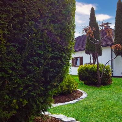 Ein gepflegter Rasen im Hintergarten ist umringt von großen gepflegten Pflanzen.