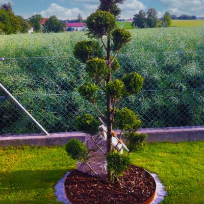 Ein Baum steht auf einer Grünfläche. Dahinter freie sonnige Fernsicht mit leichten Hügeln.