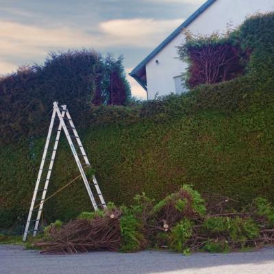 Eine hohe Hecke ca. 4 m wird in kleine Stücke zerlegt. Im oberen Bereich wurden bereits große Stücke entfernt. Vor der Hecke liegt Schnittgut auf der Strasse.