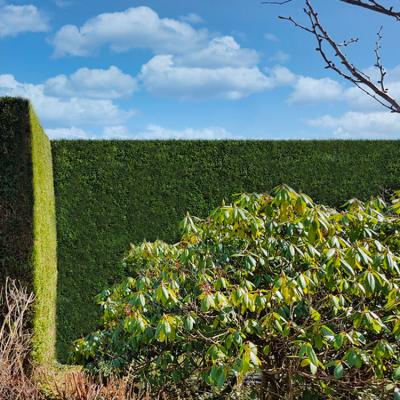 Eine ca. 5 m hohe Hecke wurde zugeschnitten.