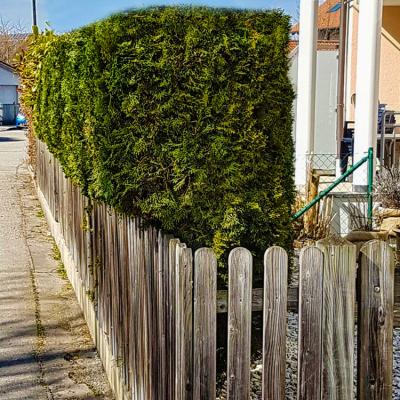 Eine Hecke die aufgrund von Platzmangel über den Zaun wächst.