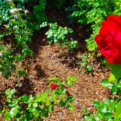 Eine große rote blühende Rose im Rosengarten.