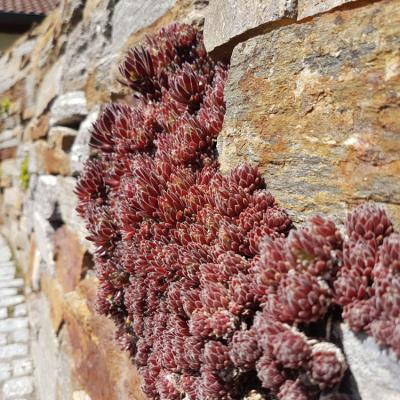 Eine Natursteinmauer mit Dickblattpflanze Hauswurz.
